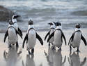 A Waddle Of Penguins