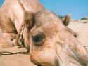 Close Camel