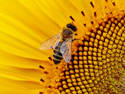 Sunflower Bee, 7 entries