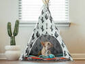 Indoor Dog Camp