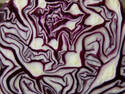 Red Cabbage