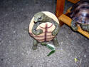 Fighting Turtle