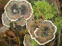 Sprawling Fungi