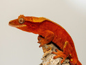 Fiery Gecko, 5 entries