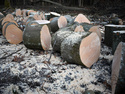 Wood Logs