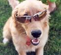 Cool Doggy
