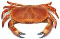 Crabby Critter