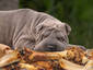 Heavenly Dog Dream