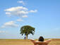Lonely Tree