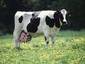 genetically altered cow