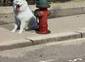 Hydrant and dog