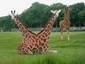 Siamese Giraf