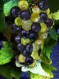 Grapes from Wine
