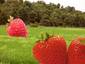 Giant Strawberry Fields