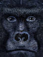 Gorilla Close Up