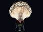 Hedgehog Brush (edited)