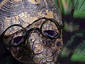 Intellectual Turtle Head