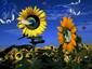 Dream of Sunflower eye