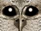 Owl Face
