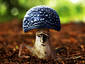 Mushroom Man (UPD)