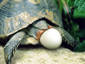 Huge Turtle Egg