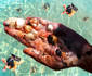  Hand, fish and shells