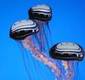 hubcap jellyfish
