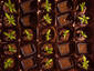 Chocolate Cannabis