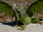   Green Dragon Lizard