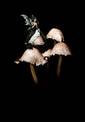 Mushrooms With Fairy
