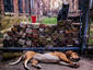 While Sport Rest