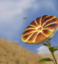 bread flower