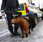 Police goat...