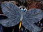  Blustone Moth
