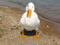 Duck Duck Swan