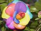 Rainbow Camellia