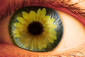 Sunflower eye