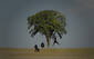 Lonely Tree