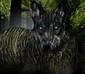  ~ Wood Wolf ~