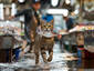 Thief Cat 