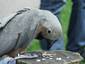 Pigeon Parrot