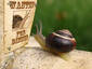 Snail on a Stroll