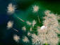 Dandelion Spores