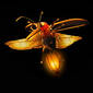 Glowbird