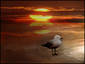Solitary gull under sett