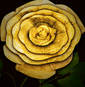 Ornate Rose