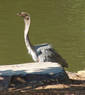 Heron with Thyroid issue