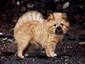 Chow Chow Puppy