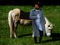 Napoleon And His Pony