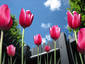 Backyard Tulips